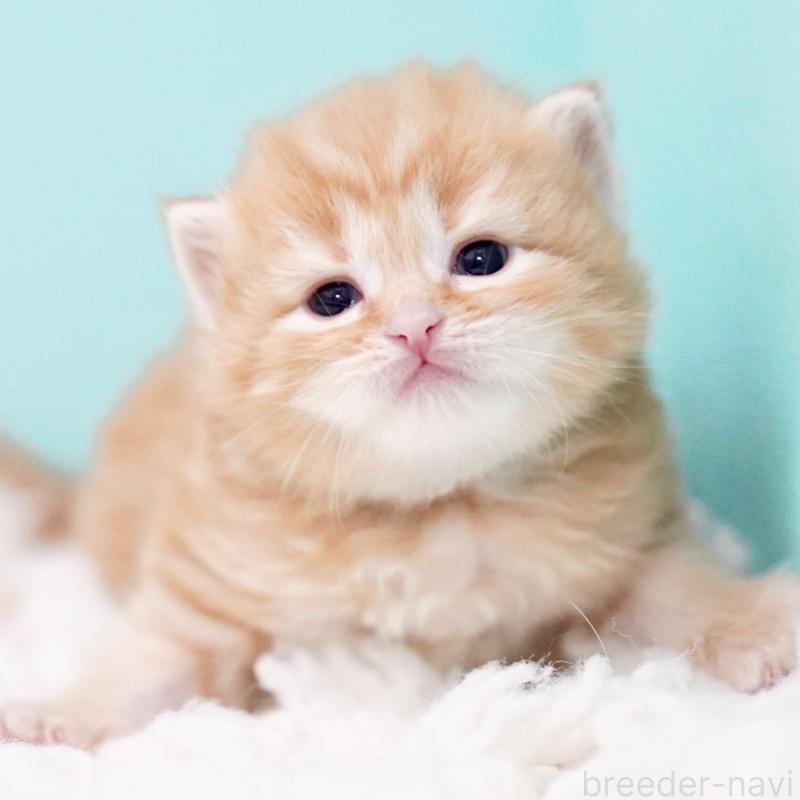 販売中の東京都のサイベリアン-130872の12枚目