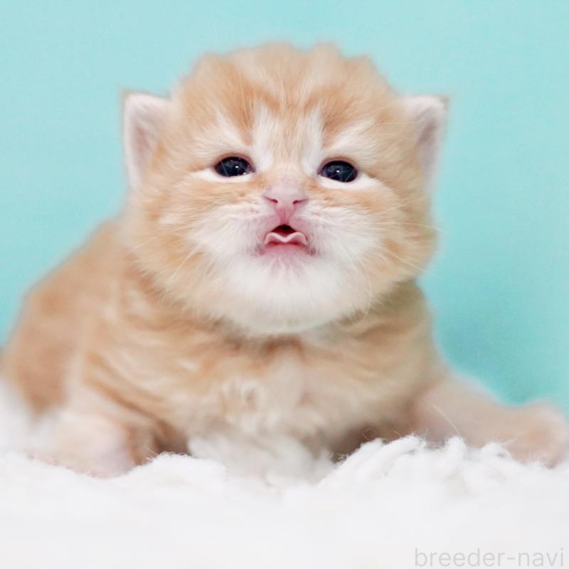 販売中の東京都のサイベリアン-130872の10枚目