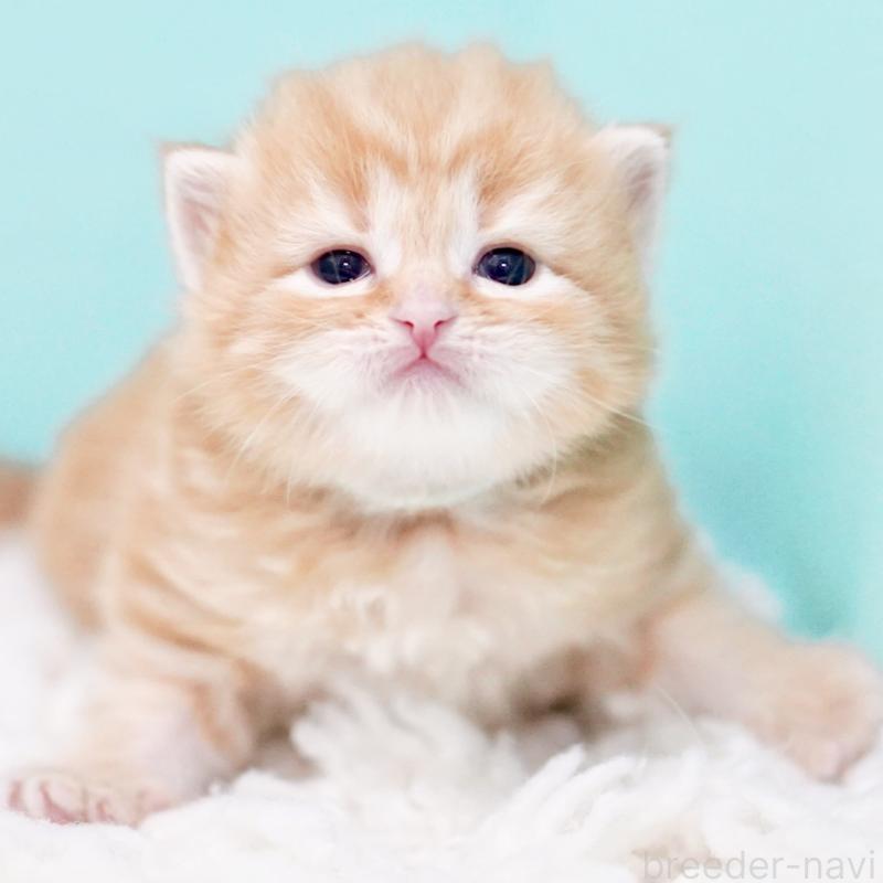 販売中の東京都のサイベリアン-130872の9枚目