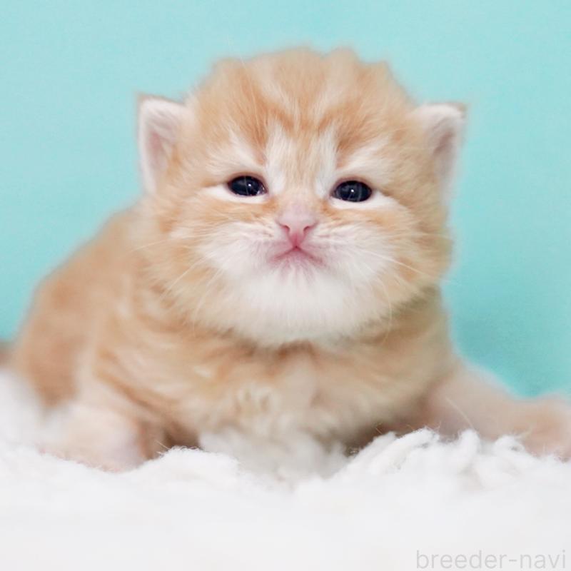 販売中の東京都のサイベリアン-130872の8枚目