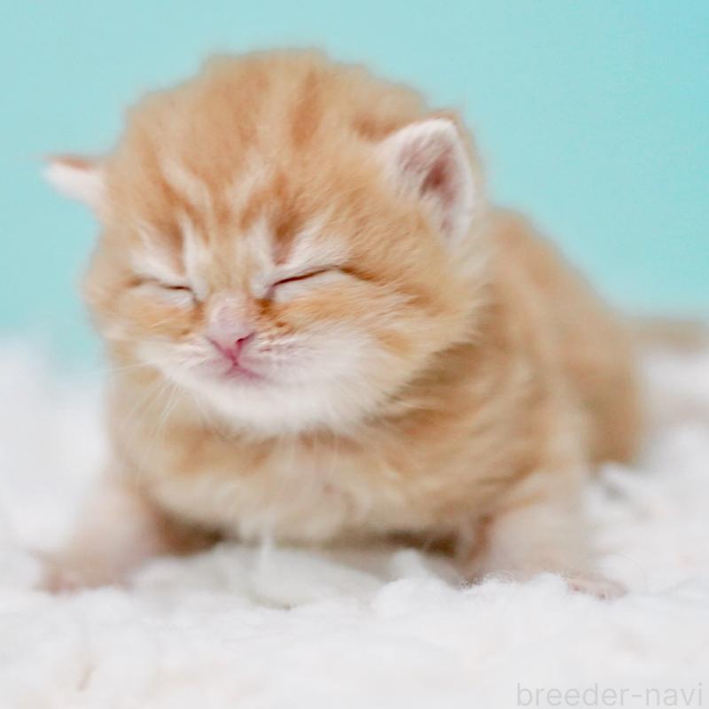 販売中の東京都のサイベリアン-130872の7枚目