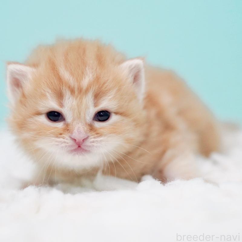 販売中の東京都のサイベリアン-130872の6枚目