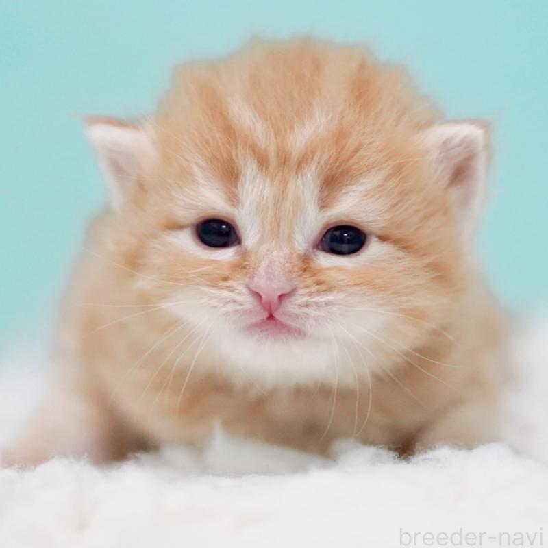 販売中の東京都のサイベリアン-130872の5枚目