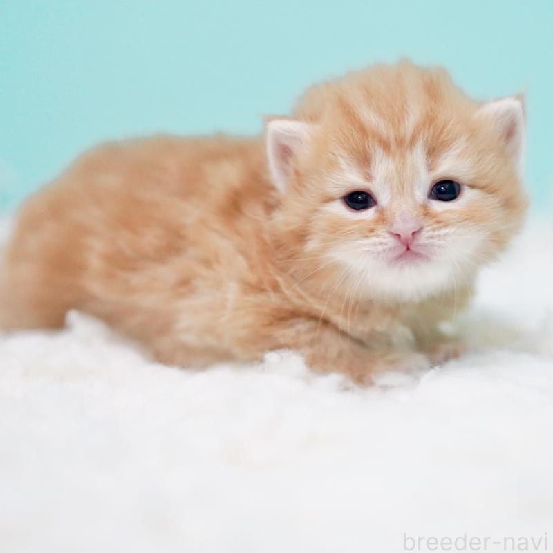 販売中の東京都のサイベリアン-130872の2枚目