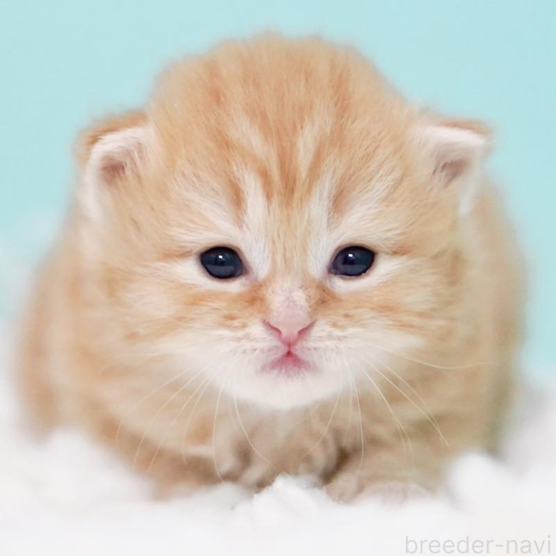 販売中の東京都のサイベリアン-130873の15枚目