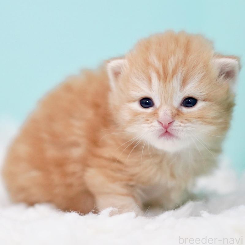 販売中の東京都のサイベリアン-130873の14枚目