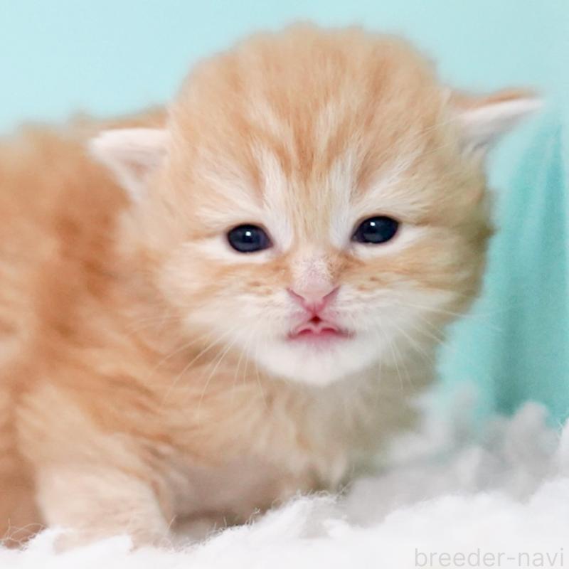 販売中の東京都のサイベリアン-130873の13枚目