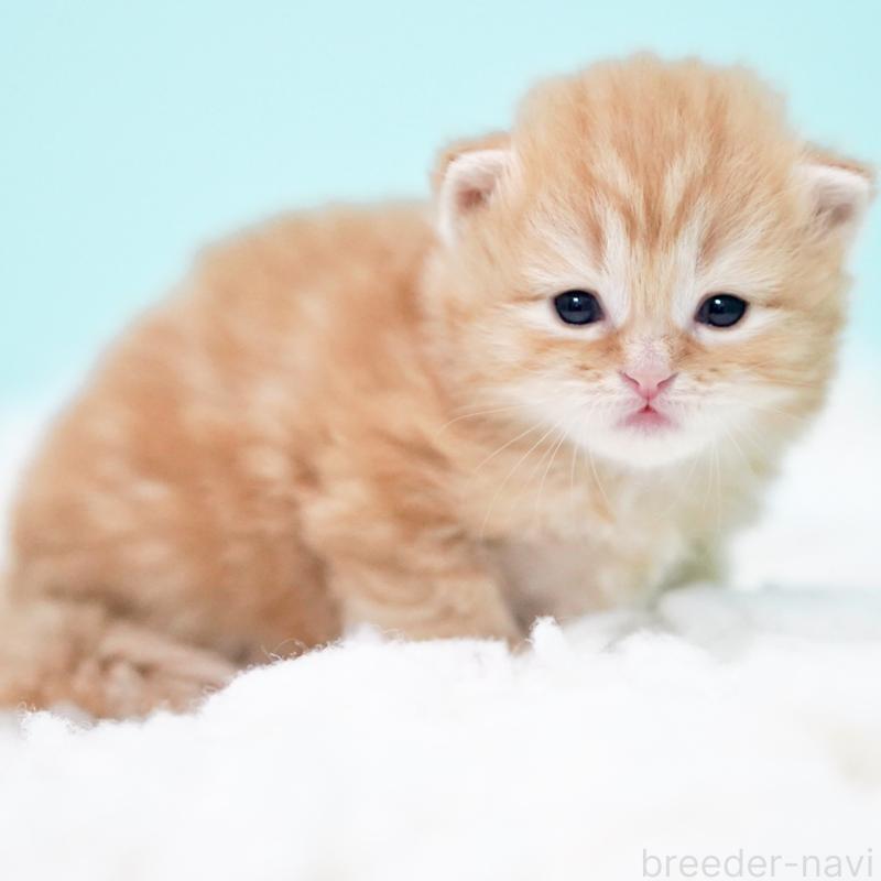 販売中の東京都のサイベリアン-130873の12枚目