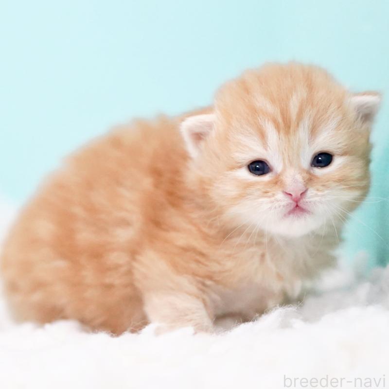 販売中の東京都のサイベリアン-130873の11枚目