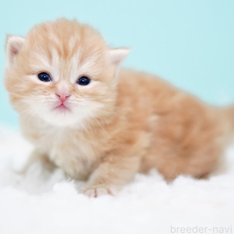 販売中の東京都のサイベリアン-130873の10枚目