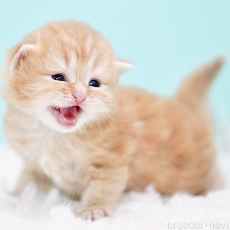 販売中の東京都のサイベリアン-130873の9枚目