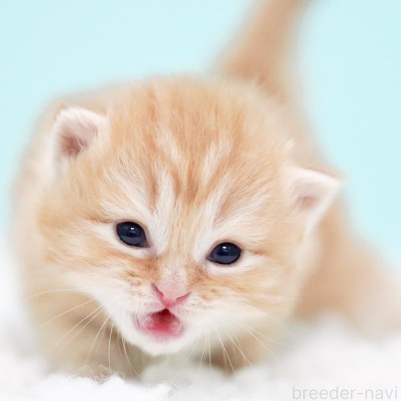 販売中の東京都のサイベリアン-130873の8枚目