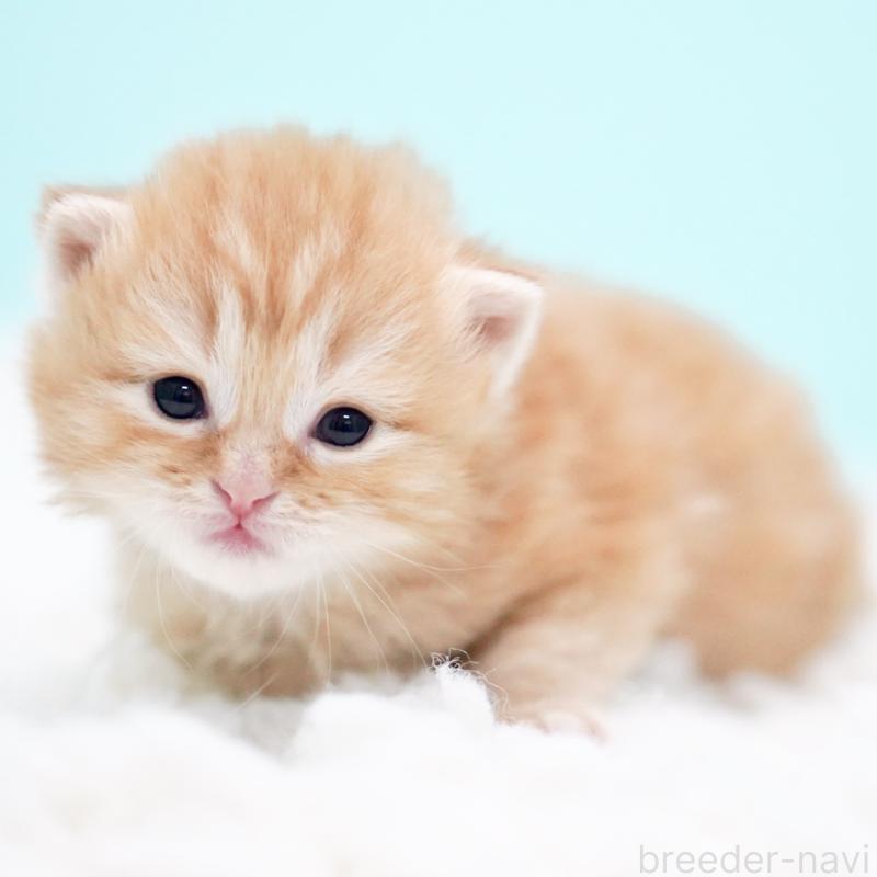 販売中の東京都のサイベリアン-130873の7枚目