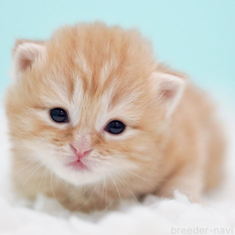 販売中の東京都のサイベリアン-130873の6枚目