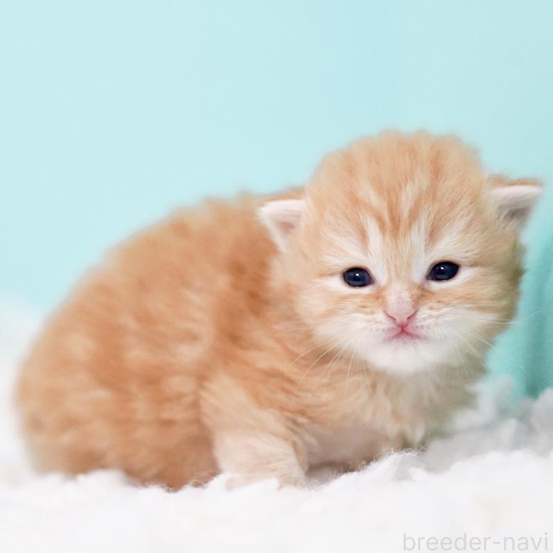 販売中の東京都のサイベリアン-130873の5枚目