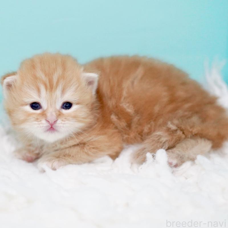 販売中の東京都のサイベリアン-130873の4枚目