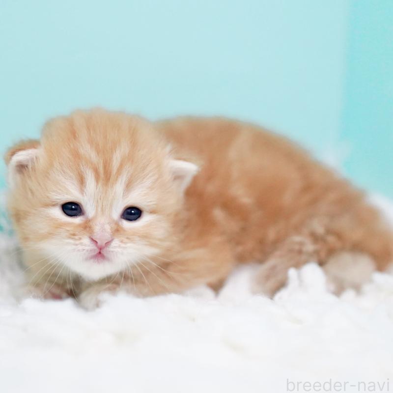 販売中の東京都のサイベリアン-130873の3枚目