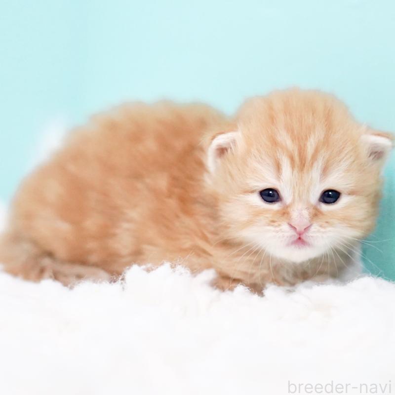 販売中の東京都のサイベリアン-130873の2枚目