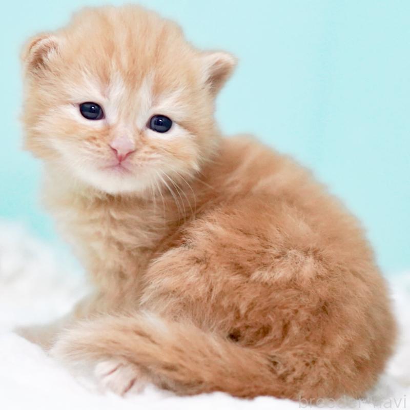 販売中の東京都のサイベリアン-130876