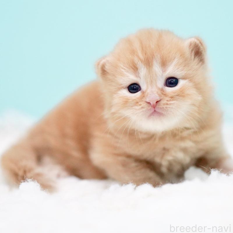 販売中の東京都のサイベリアン-130876の15枚目