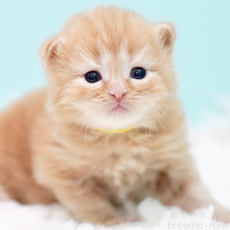 販売中の東京都のサイベリアン-130876の14枚目