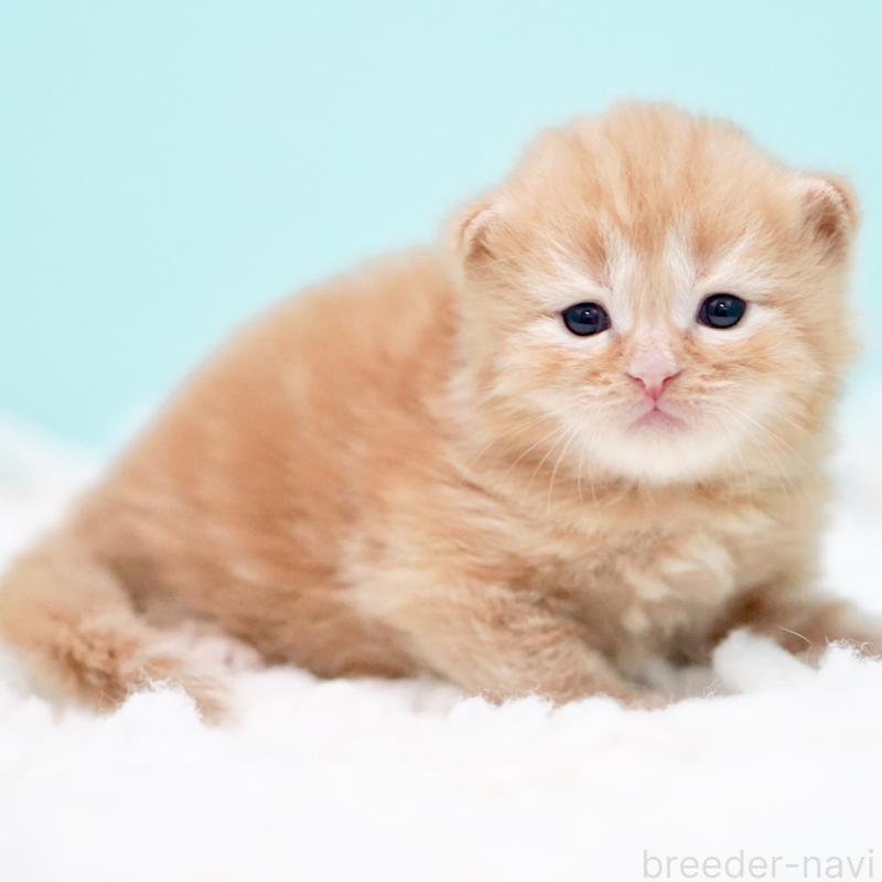 販売中の東京都のサイベリアン-130876の13枚目