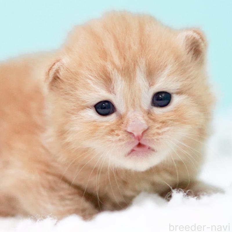 販売中の東京都のサイベリアン-130876の12枚目