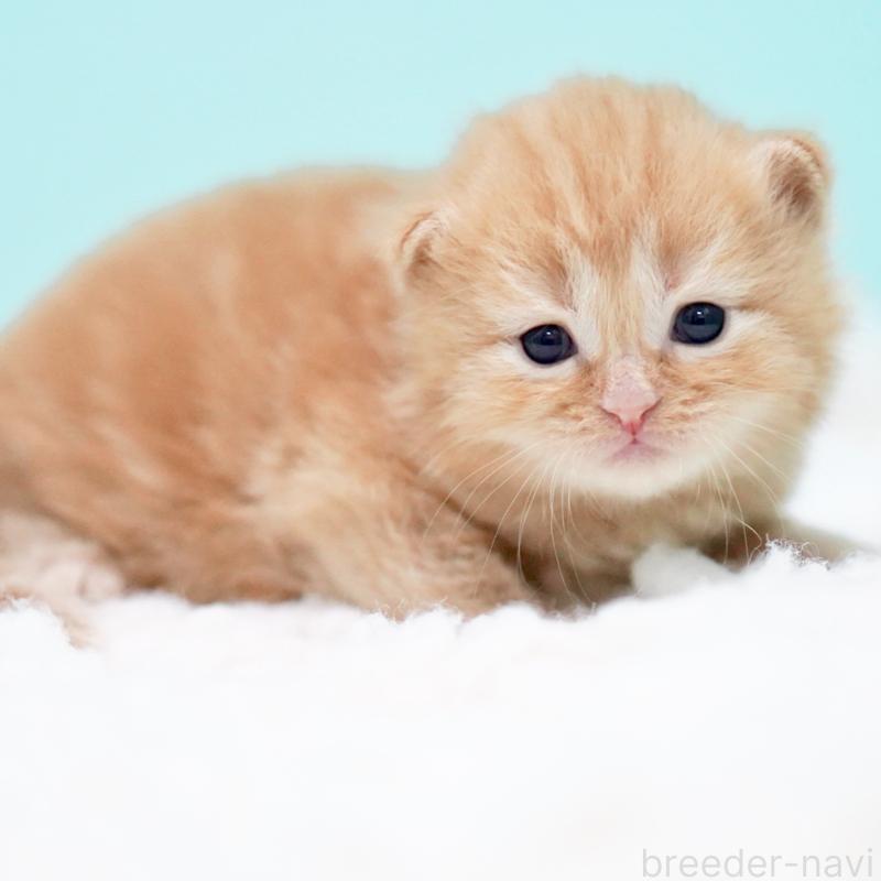 販売中の東京都のサイベリアン-130876の11枚目