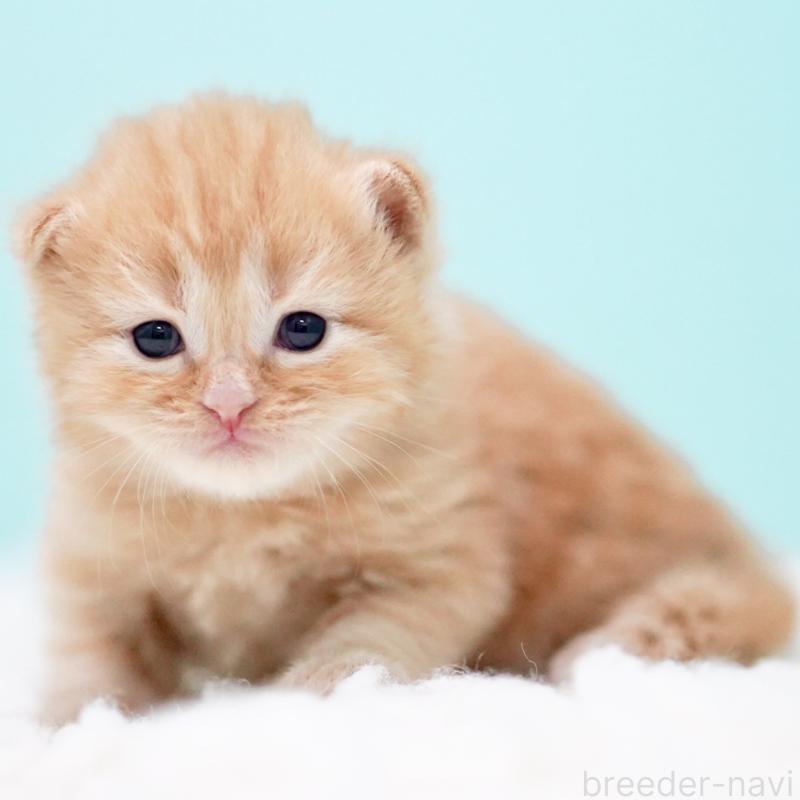 販売中の東京都のサイベリアン-130876の10枚目