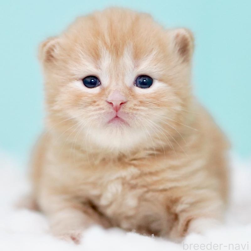 販売中の東京都のサイベリアン-130876の9枚目