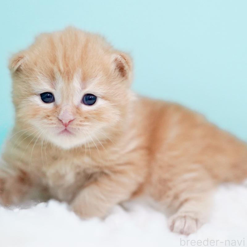 販売中の東京都のサイベリアン-130876の8枚目