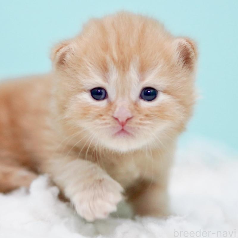 販売中の東京都のサイベリアン-130876の7枚目