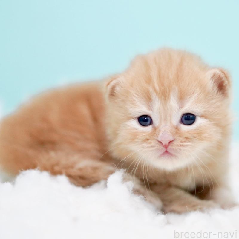 販売中の東京都のサイベリアン-130876の6枚目