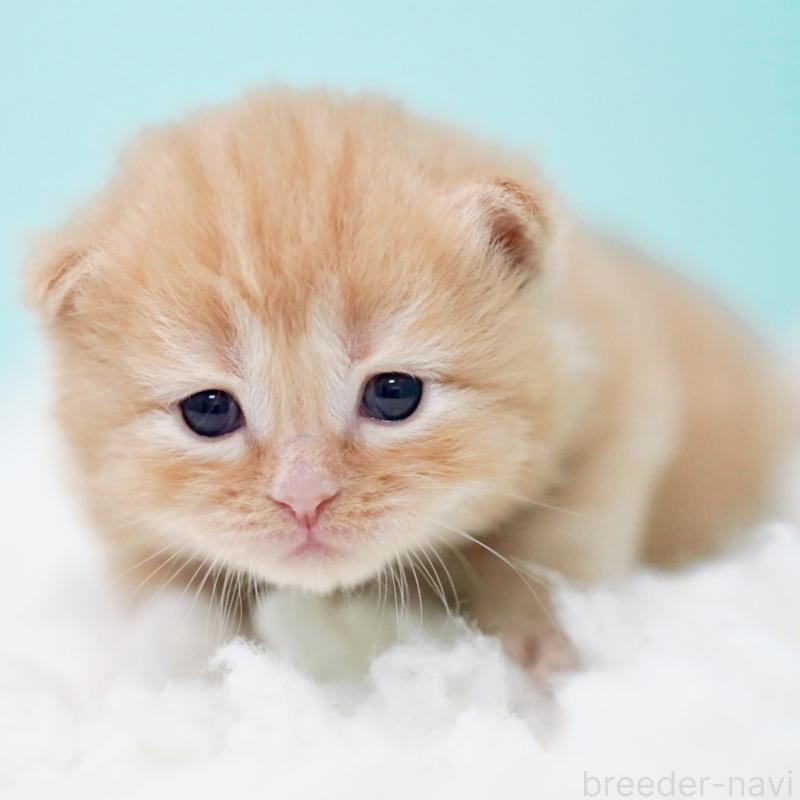 販売中の東京都のサイベリアン-130876の5枚目