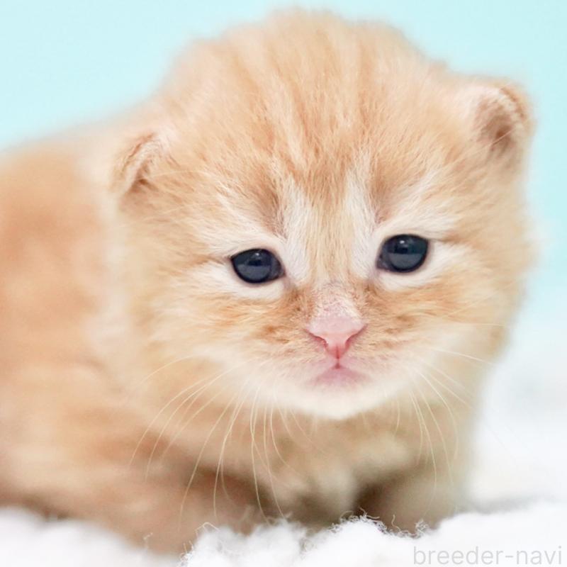 販売中の東京都のサイベリアン-130876の4枚目