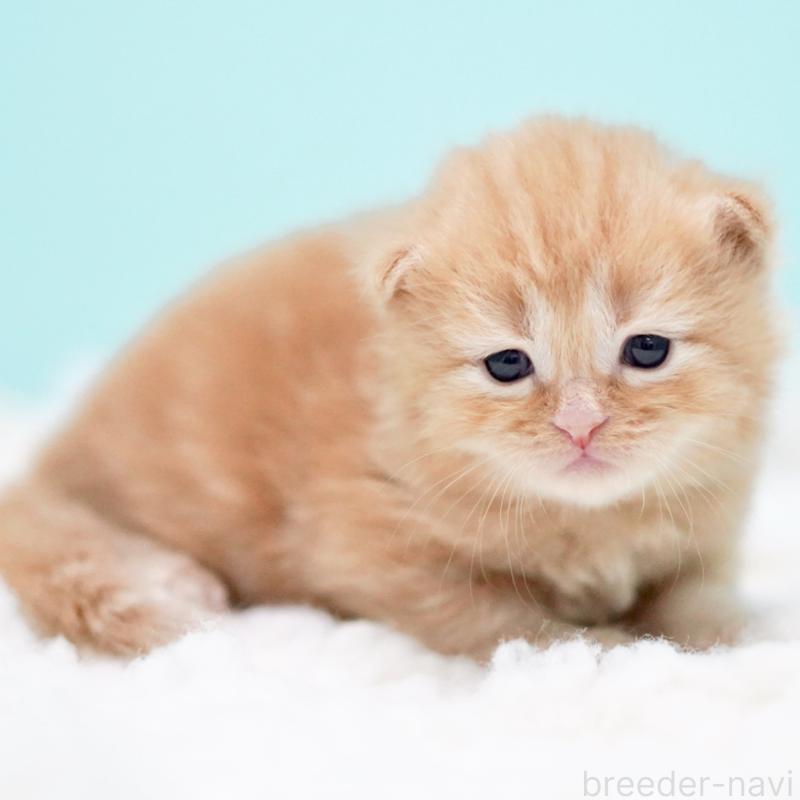 販売中の東京都のサイベリアン-130876の3枚目