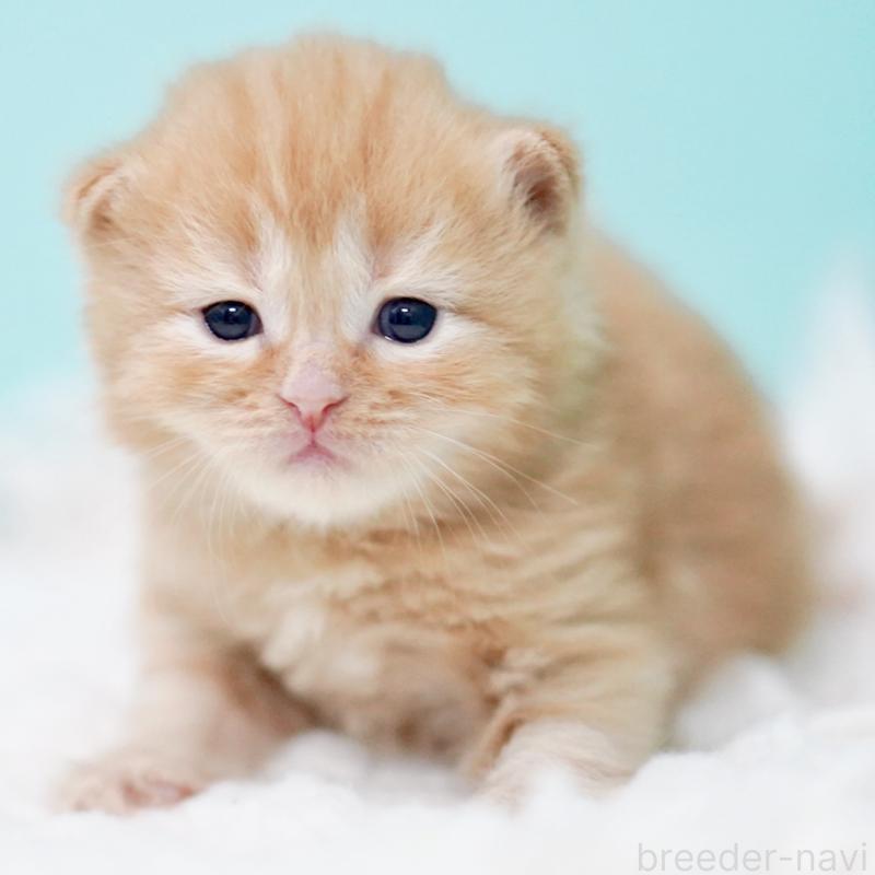 販売中の東京都のサイベリアン-130876の2枚目