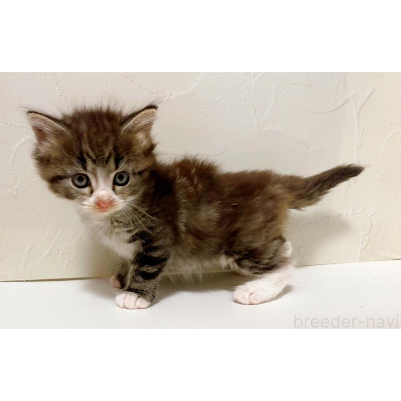 販売中の東京都のサイベリアン-130877の4枚目