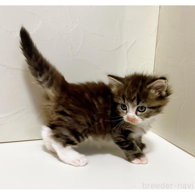 販売中の東京都のサイベリアン-130877の3枚目