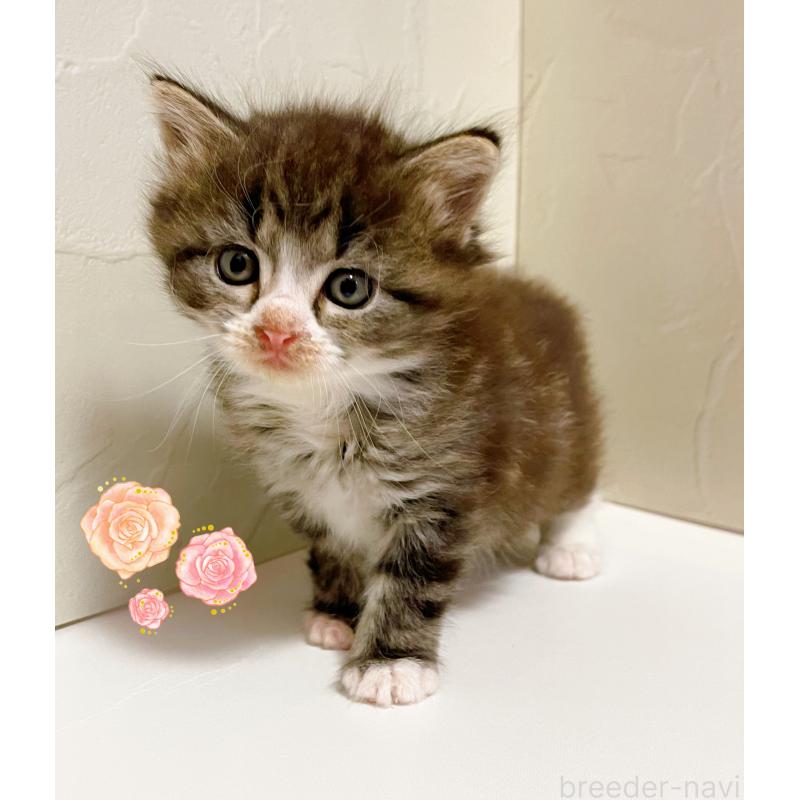 販売中の東京都のサイベリアン-130877の2枚目