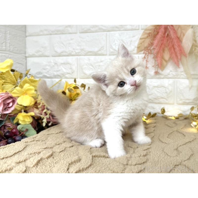 販売中の埼玉県のミヌエット-130878の6枚目