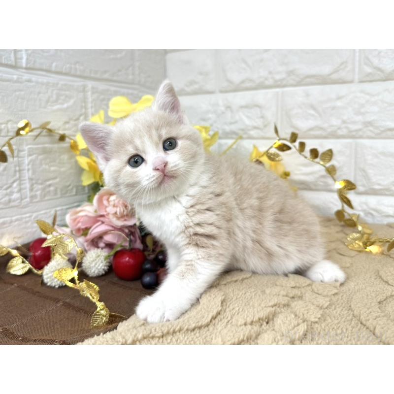 販売中の埼玉県のミヌエット-130878の5枚目