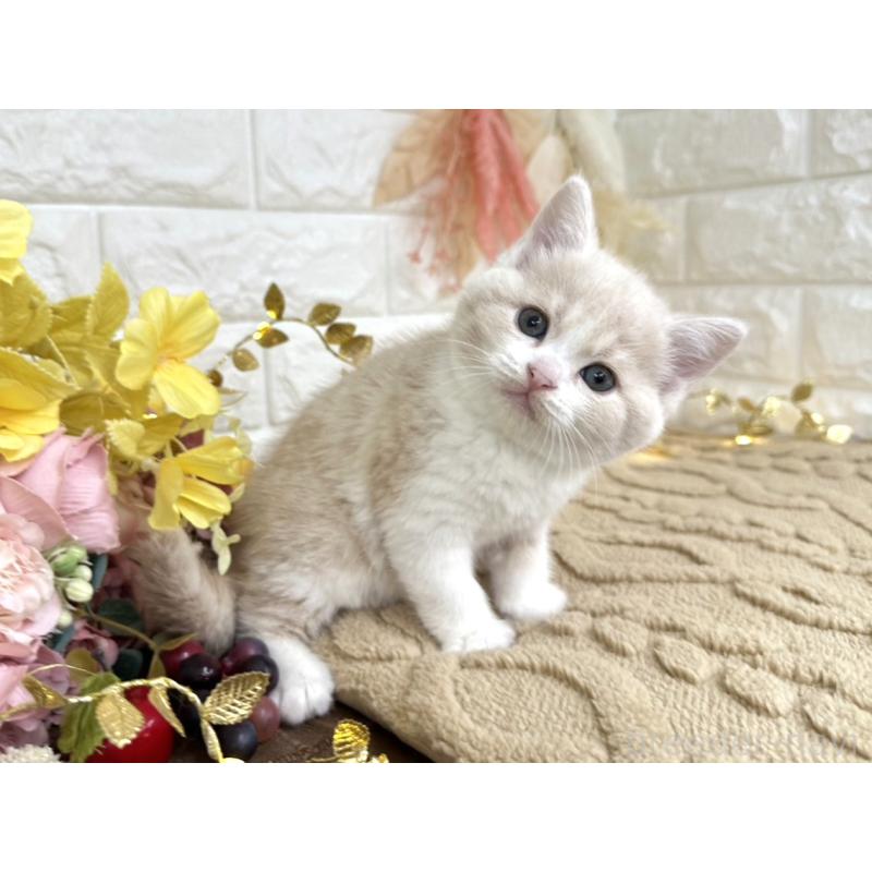 販売中の埼玉県のミヌエット-130878の4枚目