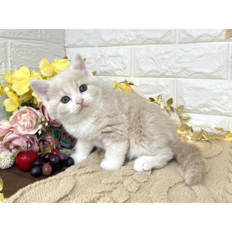 販売中の埼玉県のミヌエット-130878の3枚目