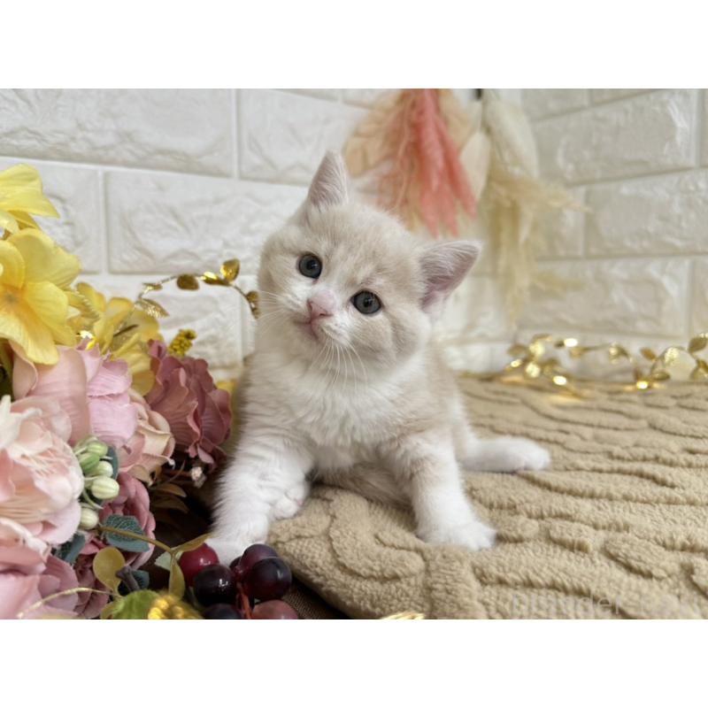 販売中の埼玉県のミヌエット-130878の2枚目