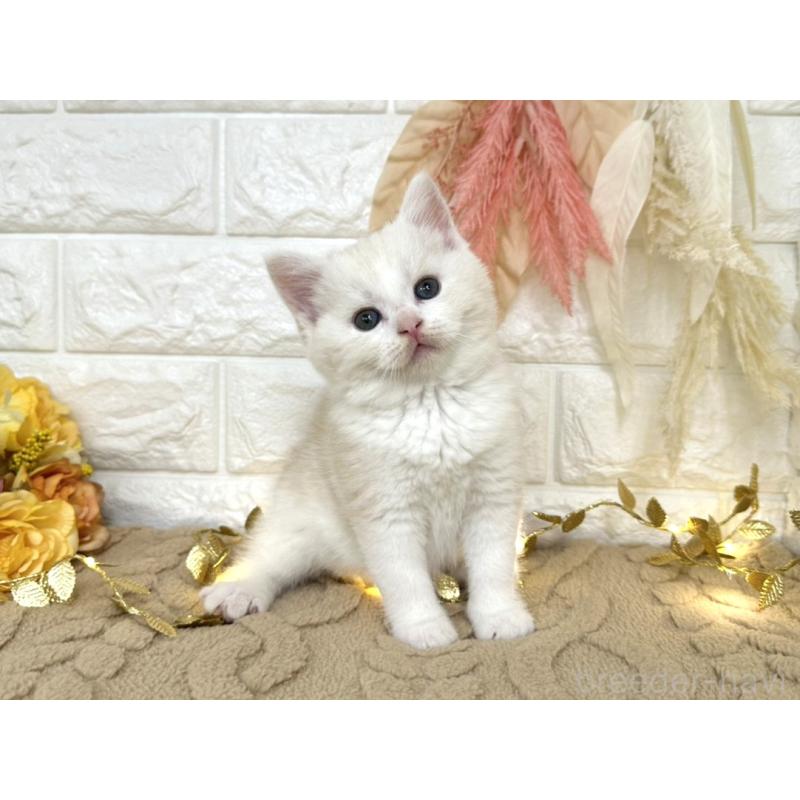 販売中の埼玉県のミヌエット-130879の6枚目