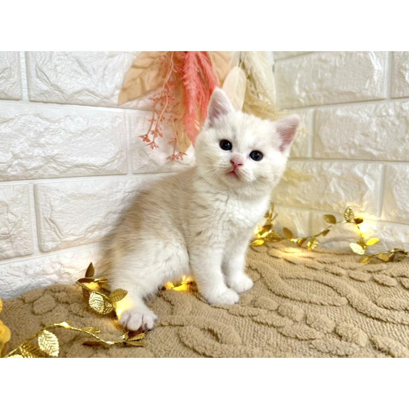 販売中の埼玉県のミヌエット-130879の5枚目