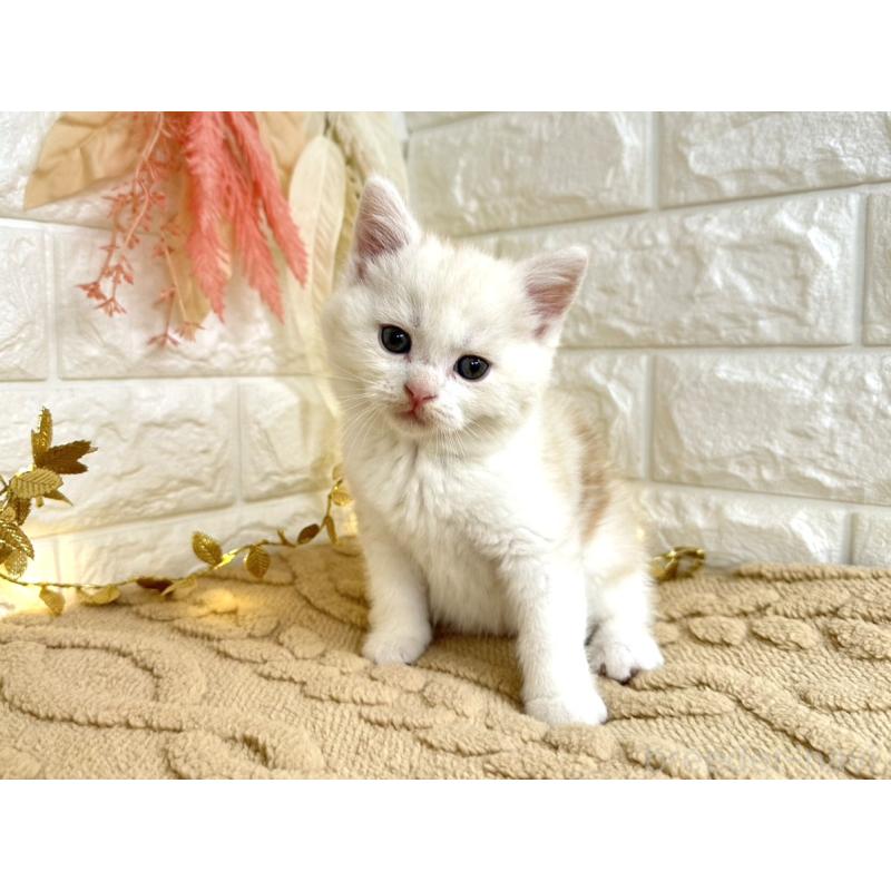 販売中の埼玉県のミヌエット-130879の4枚目