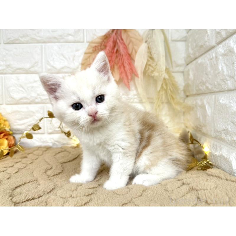 販売中の埼玉県のミヌエット-130879の3枚目