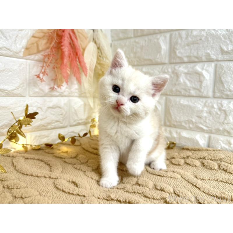 販売中の埼玉県のミヌエット-130879の2枚目